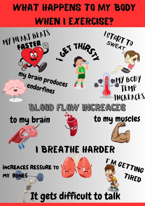 llustrated P.E. poster titled "What Happens to My Body When I Exercise?" showing body changes like faster heartbeat, sweating, and muscle use – designed for children.