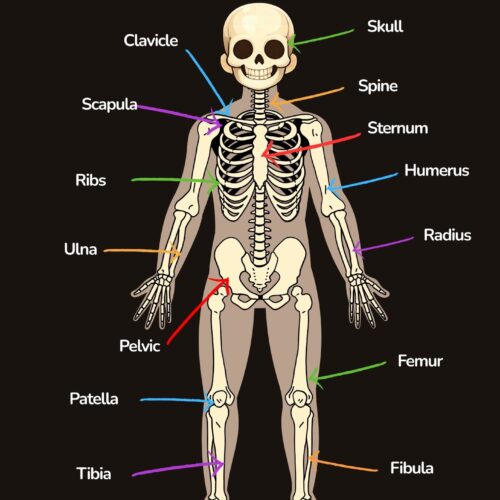Our Bones | Educational Skeletal System Poster for Kids