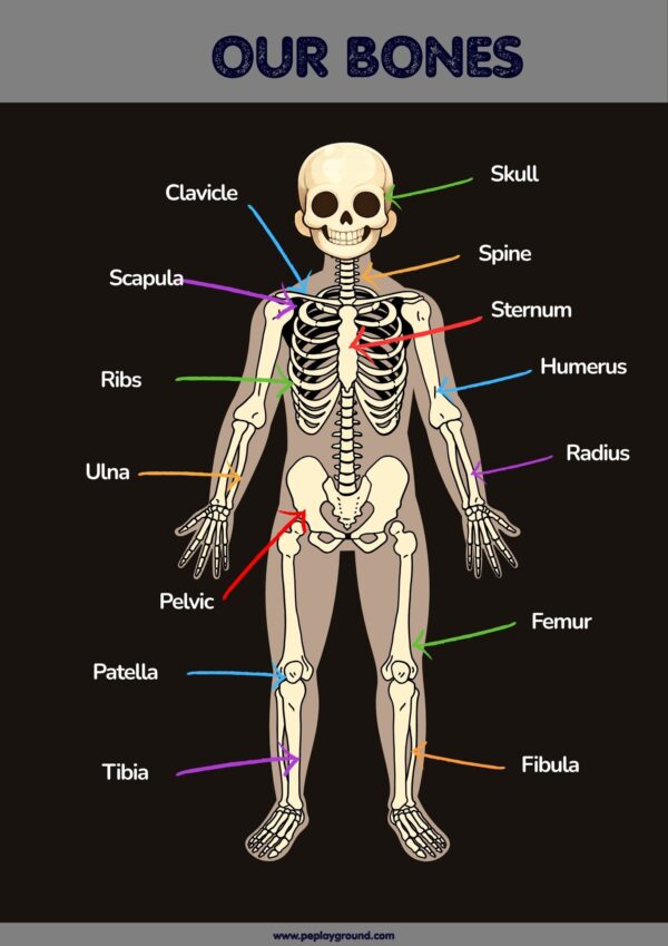 Our Bones | Educational Skeletal System Poster for Kids