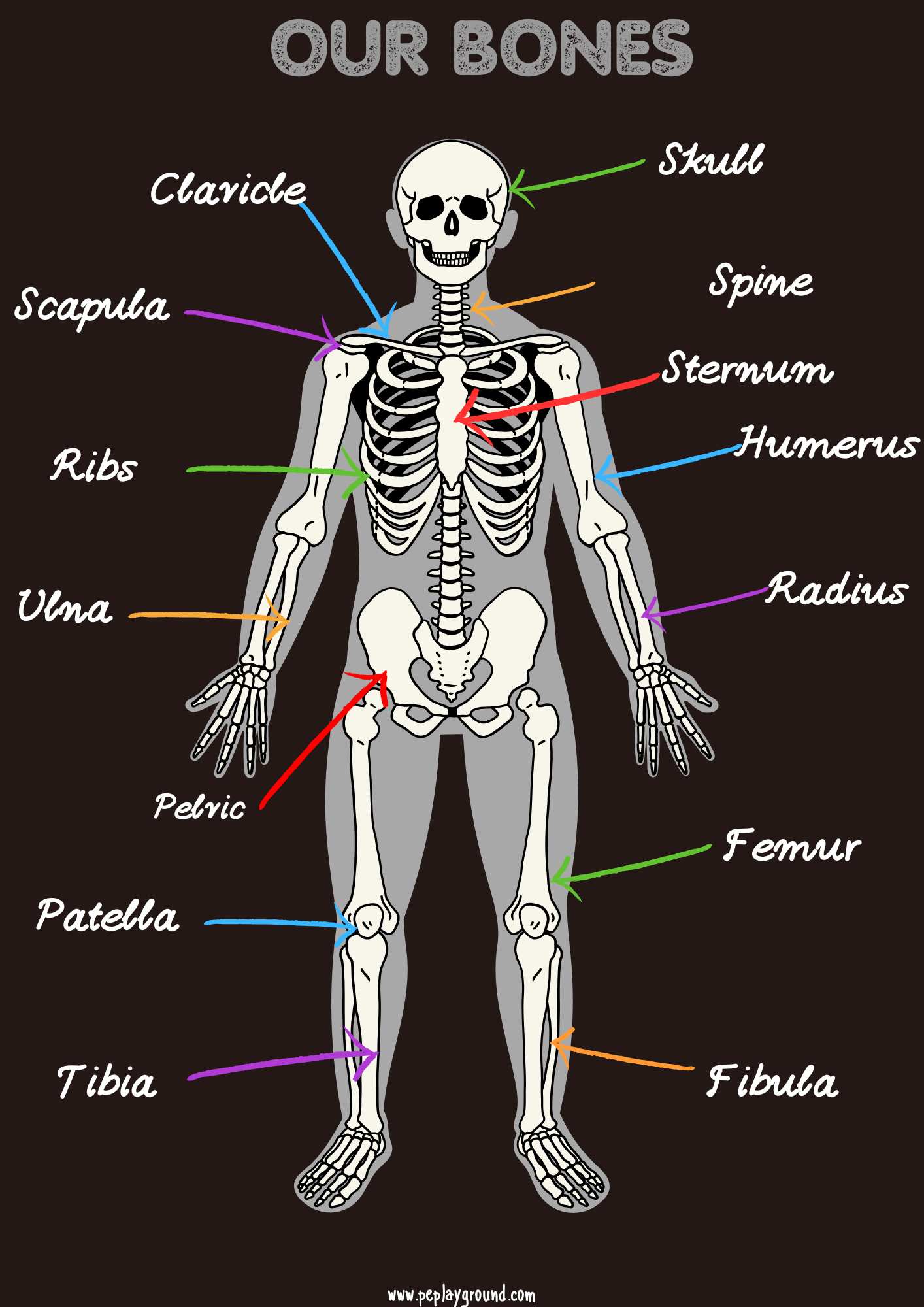 uman skeleton labeled poster with bone names for kids – P.E. Playground educational resource