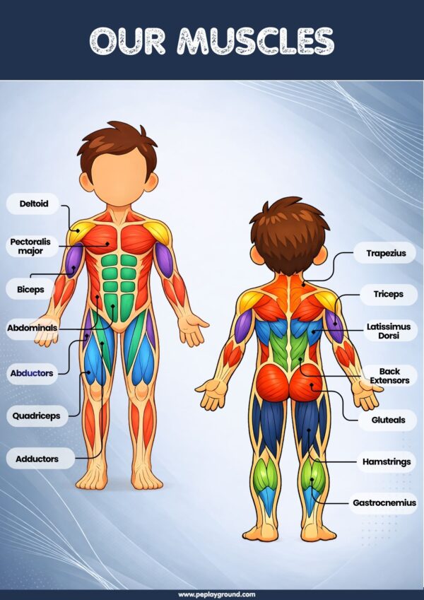Our Muscles | Human Body Poster for Kids